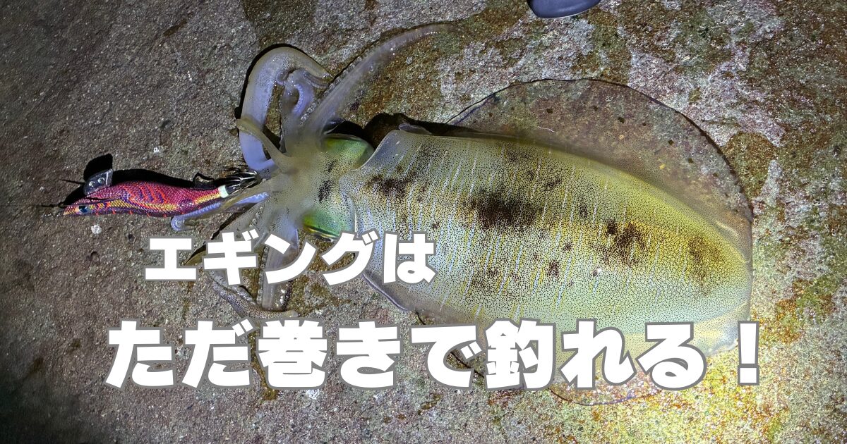 エギングはただ巻きで釣れる！はガチだった【やり方解説】 | 孤独の 